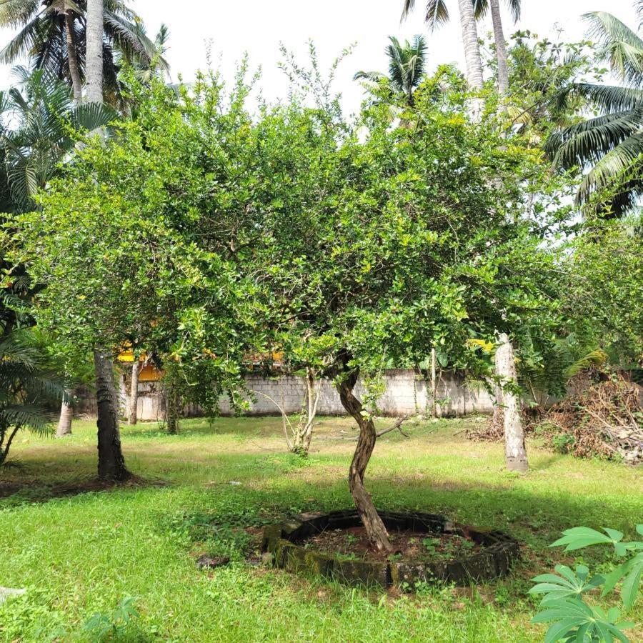 White Butterfly - A Countryside Homestay Thiruvananthapuram Exterior foto